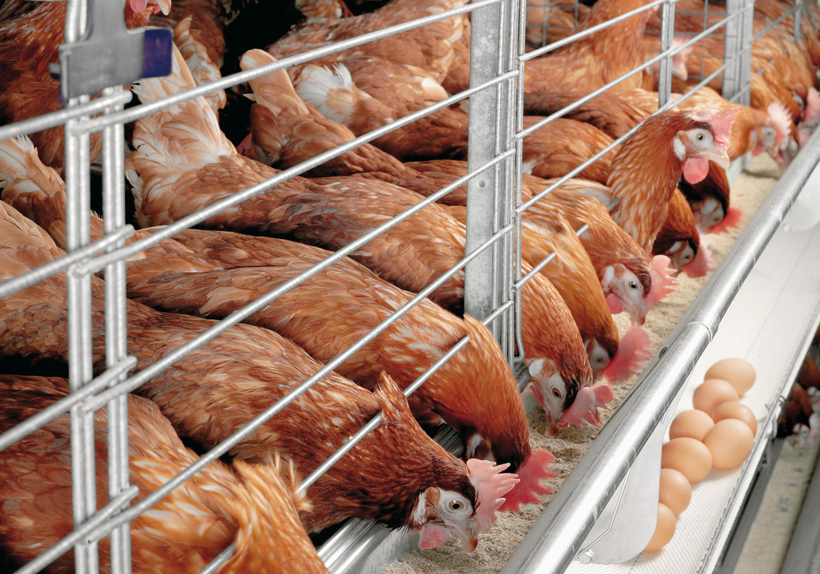 Kenya Small Business - Poultry Business Kenya